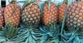 Pineapple Pineapples neatly arranged in row market