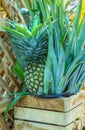 Pineapple, that are placed in wooden crates, fresh taste sweet.