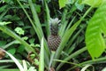 Pineapple plant