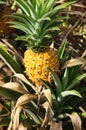 Pineapple plant