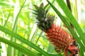 Pineapple Plant (Ananas comosus) Royalty Free Stock Photo