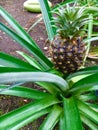 Pineapple Plant ( Ananas Comosus ) Royalty Free Stock Photo