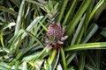 Pineapple plant botanical photo. Pineapple fruit on bush. Tropical garden harvest. Growing pineapple flower.