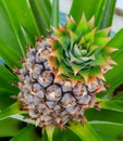 Pineapple Plant Royalty Free Stock Photo