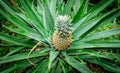 Pineapple plant closeup, fresh and ripe tropical fruit Royalty Free Stock Photo