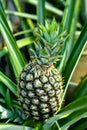 Pineapple plant and fruit