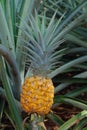 Pineapple plant growing in Hawaii Royalty Free Stock Photo