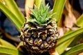 Pineapple Plant Royalty Free Stock Photo