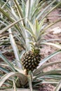 Pineapple plant inside the Eden Project bio-dome.