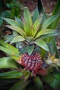 Pineapple plant in kerala india