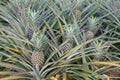 Pineapple plant, tropical fruit growing in a farm Royalty Free Stock Photo