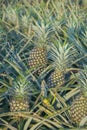 Pineapple plant, tropical fruit growing in a farm Royalty Free Stock Photo