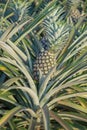 Pineapple plant, tropical fruit growing in a farm Royalty Free Stock Photo