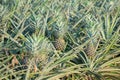 Pineapple plant, tropical fruit growing in a farm Royalty Free Stock Photo