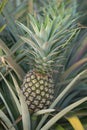 Pineapple plant, tropical fruit growing in a farm Royalty Free Stock Photo