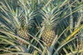 Pineapple plant, tropical fruit growing in a farm Royalty Free Stock Photo