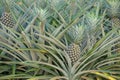 Pineapple plant, tropical fruit growing in a farm Royalty Free Stock Photo