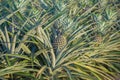 Pineapple plant, tropical fruit growing in a farm Royalty Free Stock Photo