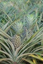 Pineapple plant, tropical fruit growing in a farm Royalty Free Stock Photo