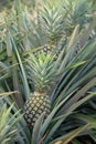 Pineapple plant, tropical fruit growing in a farm Royalty Free Stock Photo