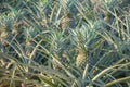 Pineapple plant, tropical fruit growing in a farm Royalty Free Stock Photo