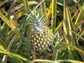 Pineapple on the plant, tropical fruit in nature Royalty Free Stock Photo