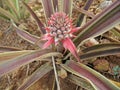 Pineapple on the plant, tropical fruit in nature Royalty Free Stock Photo