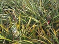 Pineapple on the plant, tropical fruit in nature Royalty Free Stock Photo