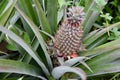 Pineapple plant with a young pineapple growing.