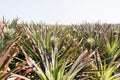 Pineapple plant