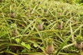 Pineapple Plantation Royalty Free Stock Photo