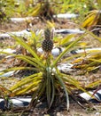 Pineapple plantation Royalty Free Stock Photo