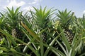 Pineapple Plantation Royalty Free Stock Photo