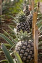 Pineapple plantation, greenhouse, Sao Miguel, Azores islands, unique culture