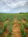 Pineapple plantation. Landscape pineapple farm and mountain. Plnat cultivation. Growing pineapple in organic farm. Argiculture Royalty Free Stock Photo