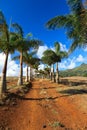 Pineapple plantation in Mauritius Royalty Free Stock Photo