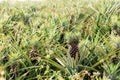 Pineapple on plantation with sunrise Royalty Free Stock Photo