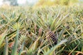 Pineapple on plantation with sunrise Royalty Free Stock Photo