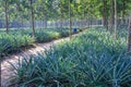 Pineapple plants