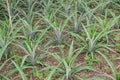 Pineapple plants in a greenhouse