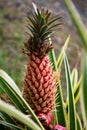 Pineapple plants in Hawaii with growing pineapples. Tropical pineapple fruit. Pineapple tropical fruit growing in garden