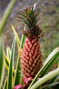 Pineapple plants in Hawaii with growing pineapples. Tropical pineapple fruit. Pineapple tropical fruit growing in garden