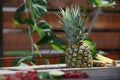 Pineapple ripe fruit in the garden