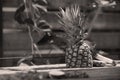 Pineapple ripe fruit in the garden