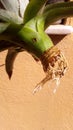 Pineapple root Royalty Free Stock Photo