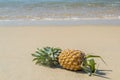 Pineapple on the sandy beach,Phuket Royalty Free Stock Photo