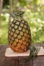 Pineapple scientific name: Ananas comosus is a biennial plant.