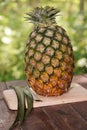 Pineapple scientific name: Ananas comosus is a biennial plant.