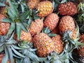 Pineapple, Scientific name Ananas Comosus