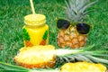 Pineapple set. Pineapple in sunglasses, a mug with juice and one pineapple in a cut, on a background of green grass. Royalty Free Stock Photo